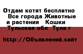 Отдам котят бесплатно  - Все города Животные и растения » Кошки   . Тульская обл.,Тула г.